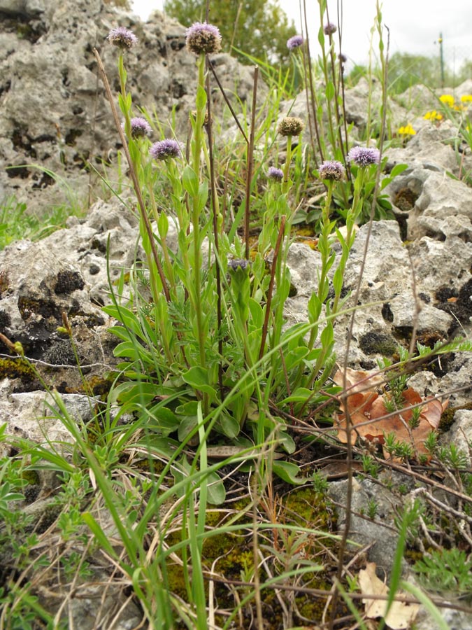Globularia ciociara da id - Globularia bisnagarica